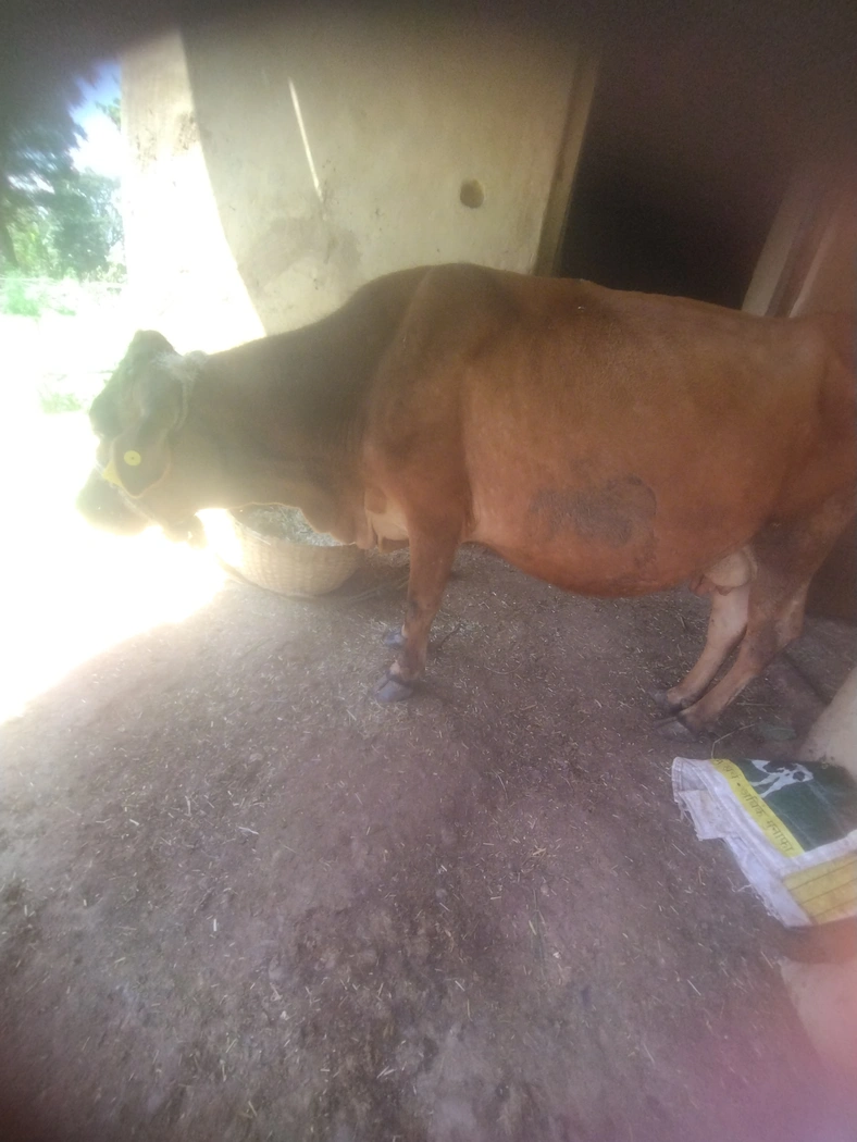 Jersey Cow J1333, Lactation: 3, Pregnant: 8 Months, District:  KANGRA, State:  HIMACHAL PRADESH