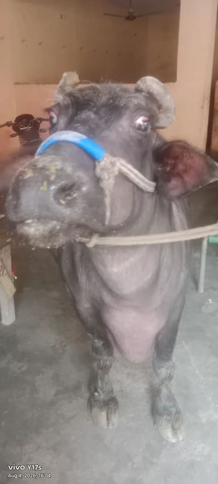 Murrah Buffalo in  UTTAR PRADESH