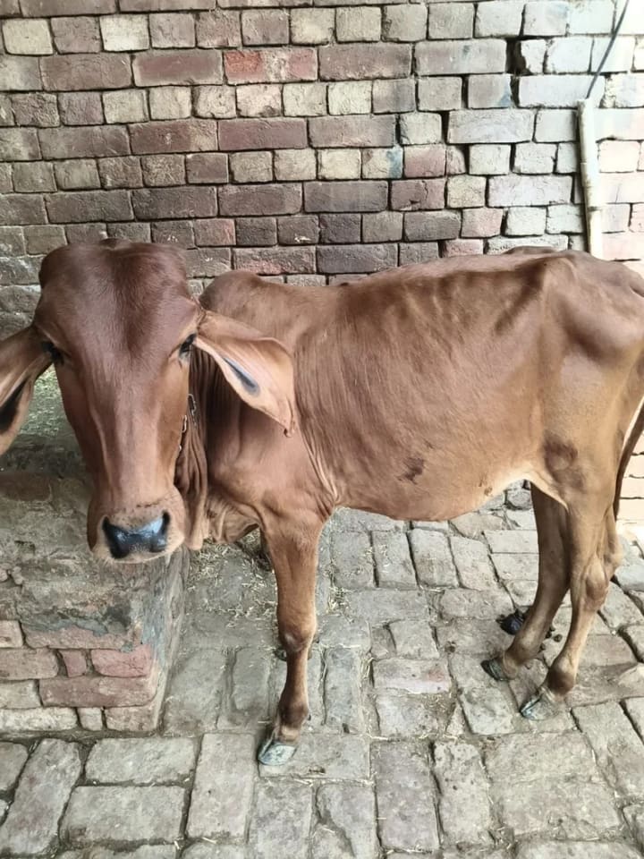 Sahiwal Cow in  PUNJAB