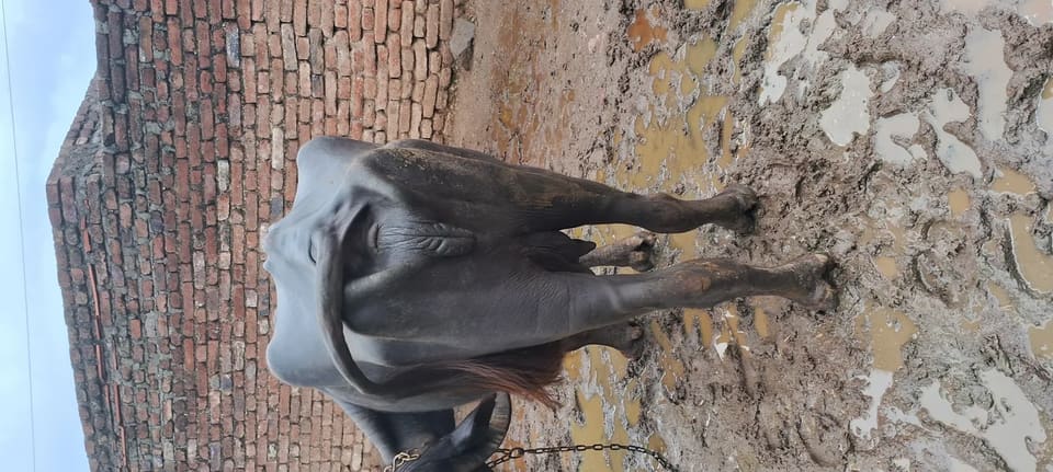 Jafarabadi Buffalo in  GUJARAT