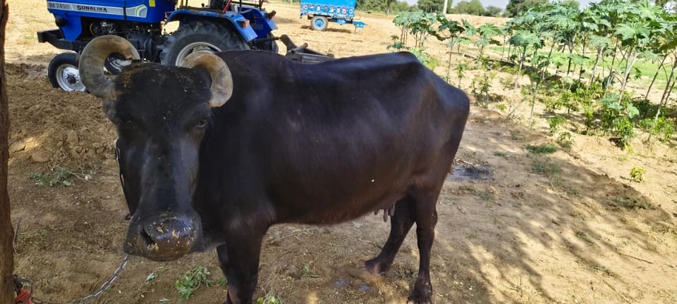 Murrah Buffalo M5420 in  RAJASTHAN