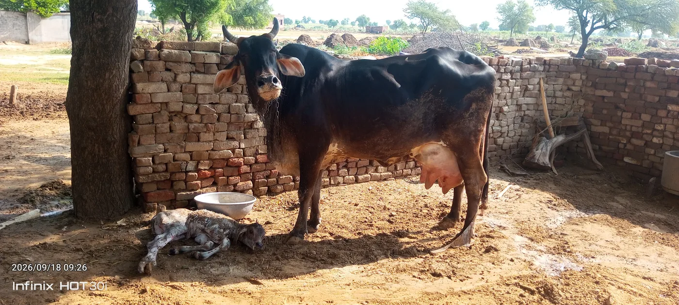 Desi Cow O0538 in  RAJASTHAN