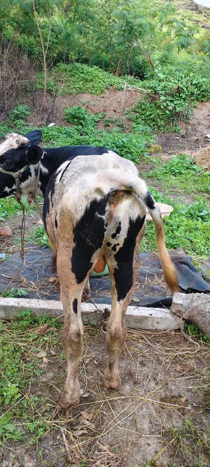 HF Cow in  MAHARASHTRA