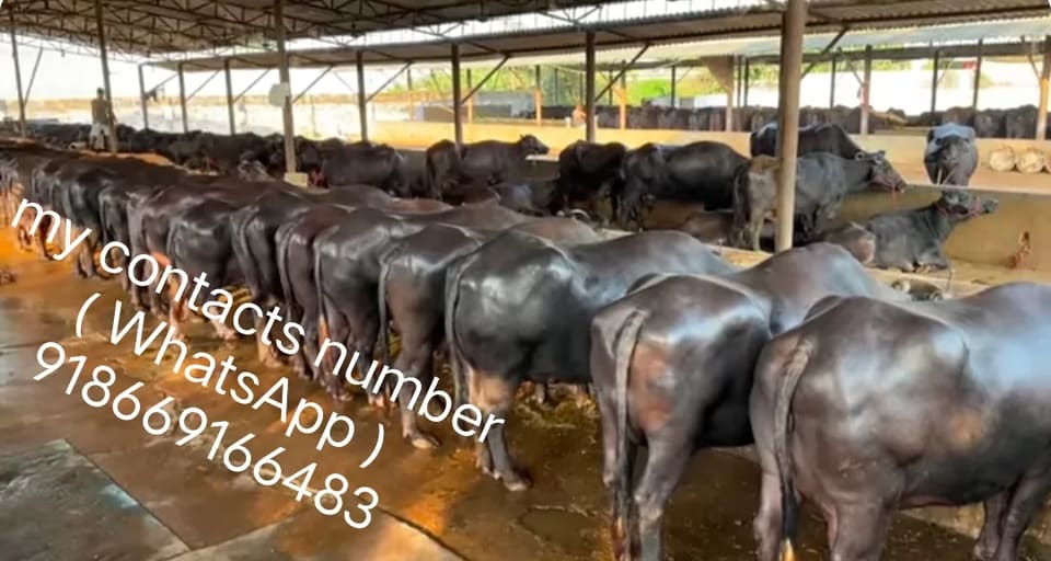 Murrah Buffalo M5144 in  MAHARASHTRA