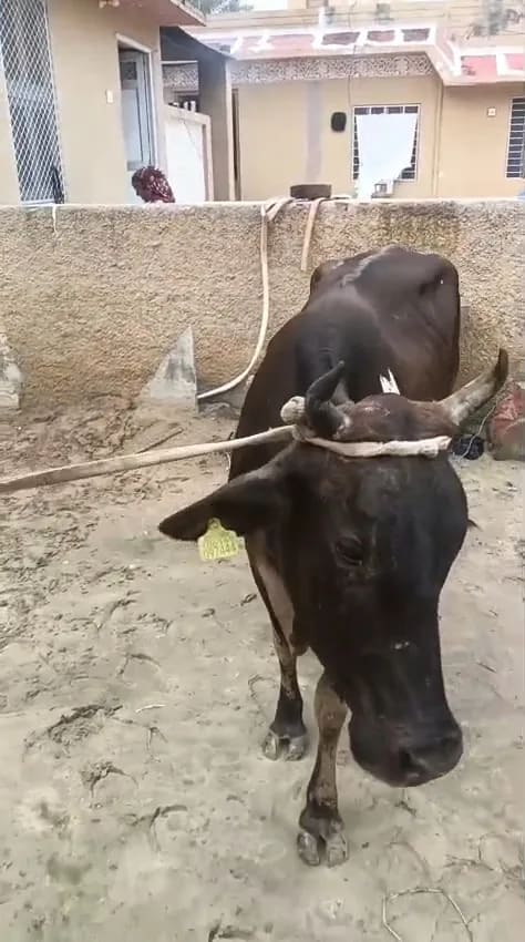 Rathi Cow in  RAJASTHAN