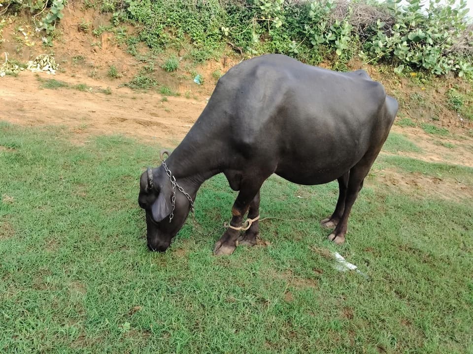 Others Buffalo in  RAJASTHAN