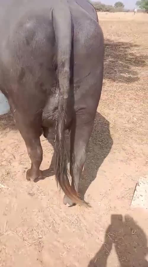 Murrah Buffalo M5429 in  RAJASTHAN
