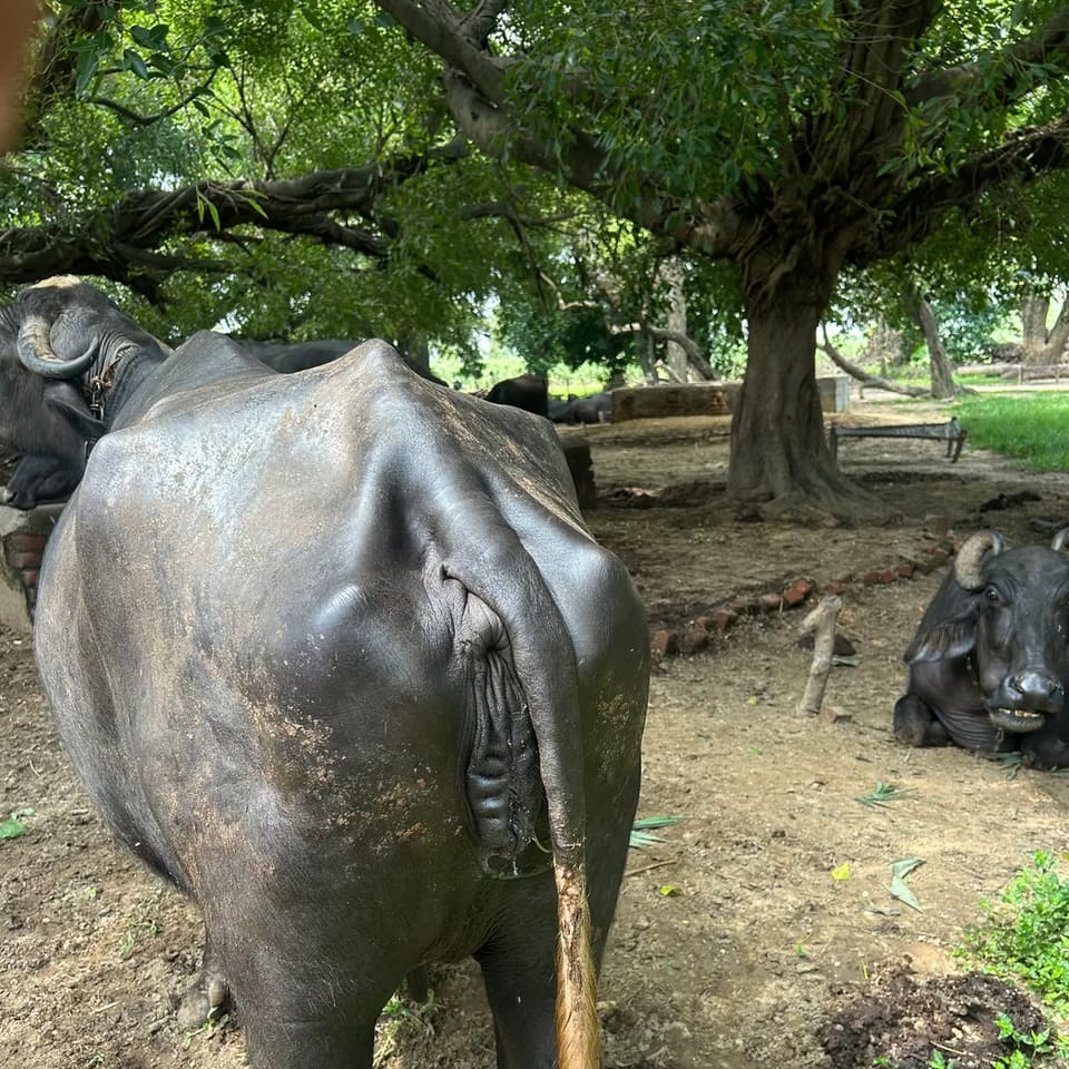 Nili Buffalo in  UTTAR PRADESH