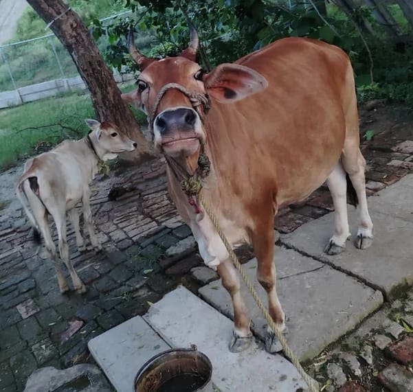 Sahiwal Cow in  UTTAR PRADESH