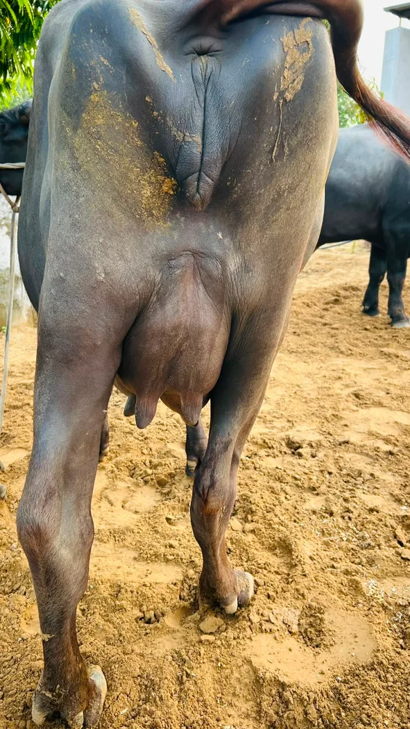 Murrah Buffalo in  RAJASTHAN