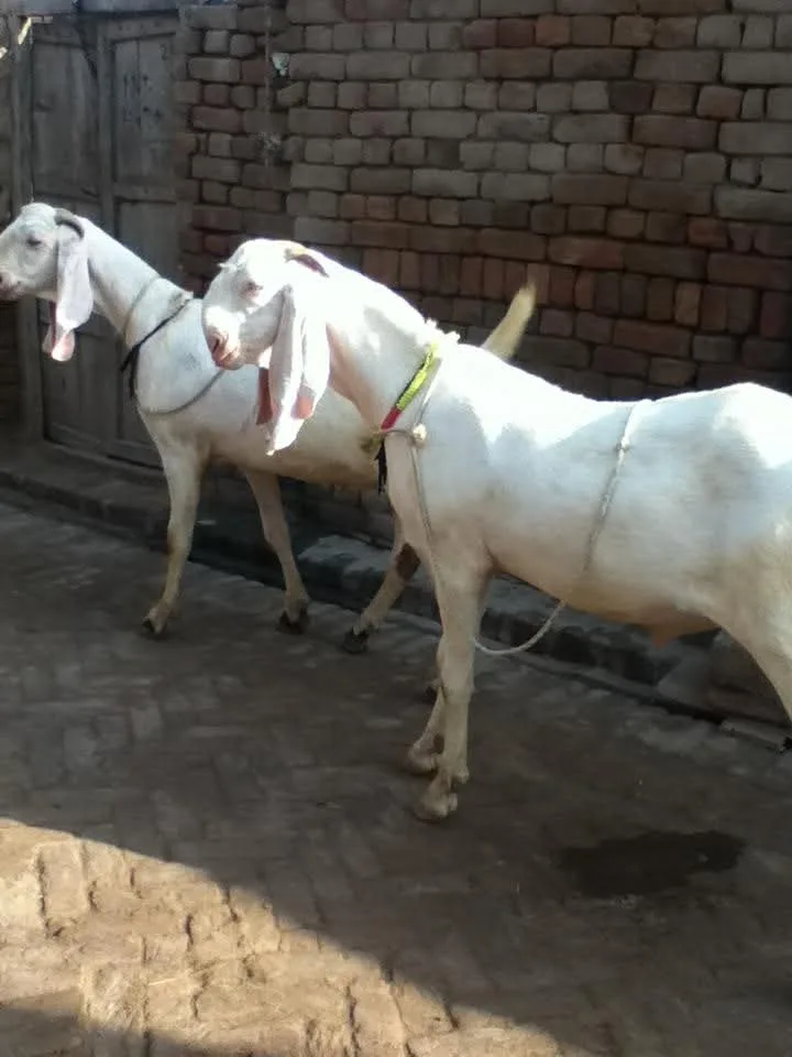 Gujri Goat in  DELHI