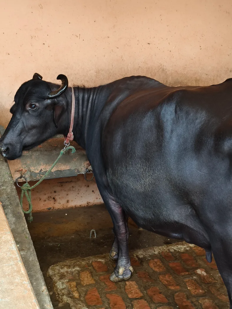 Others Buffalo in  UTTAR PRADESH