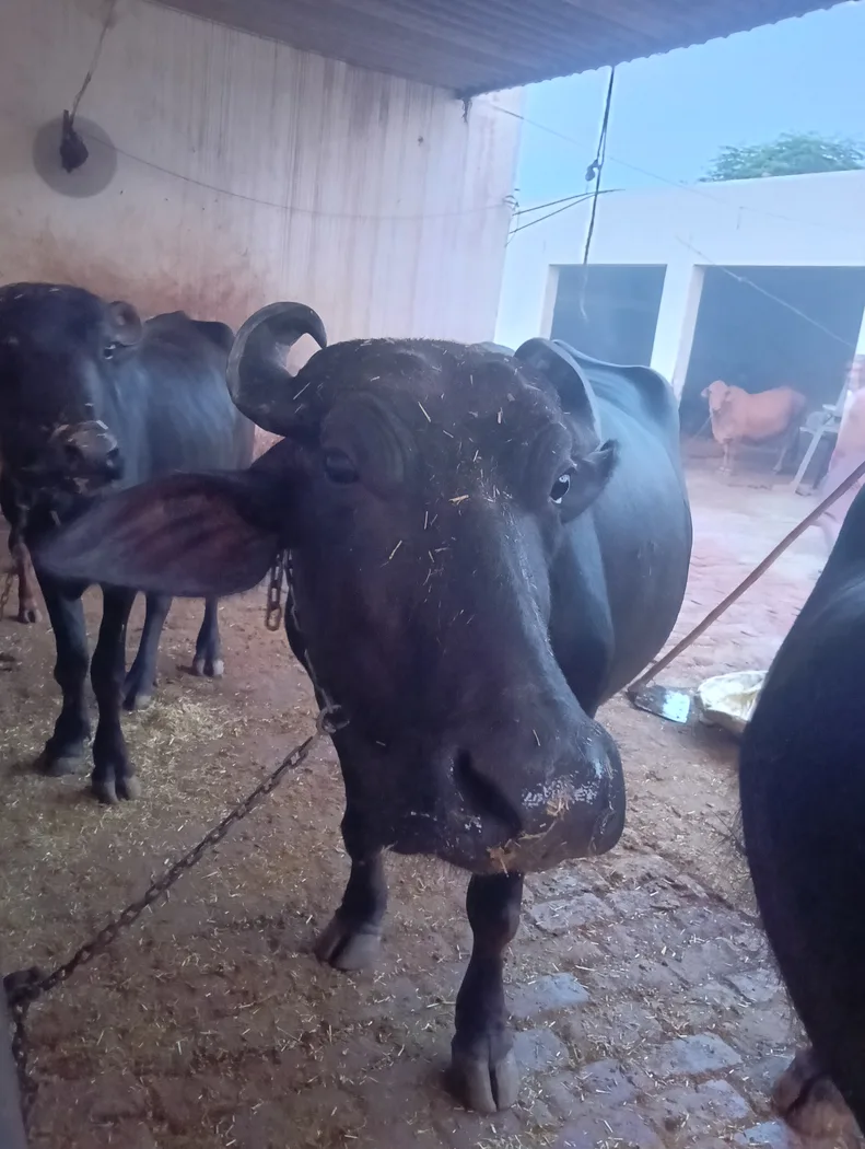 Murrah Buffalo in  PUNJAB