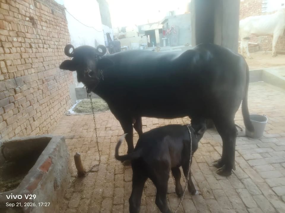 Abhay Buffalo O0685
