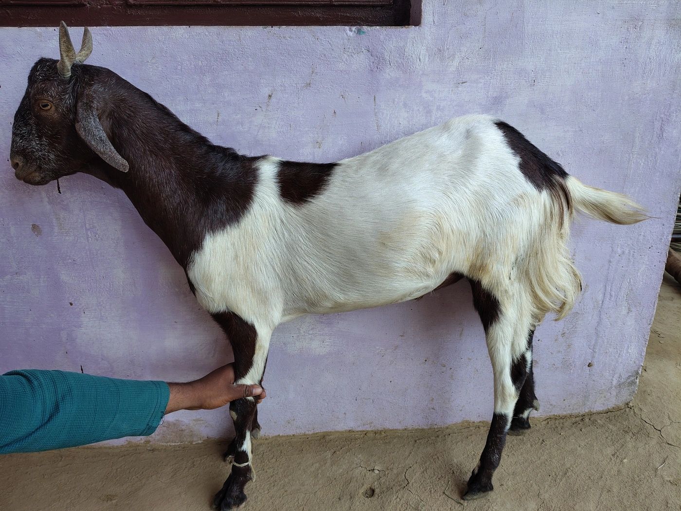 Barbari Goat B0452, District:  ALIGARH, State:  UTTAR PRADESH