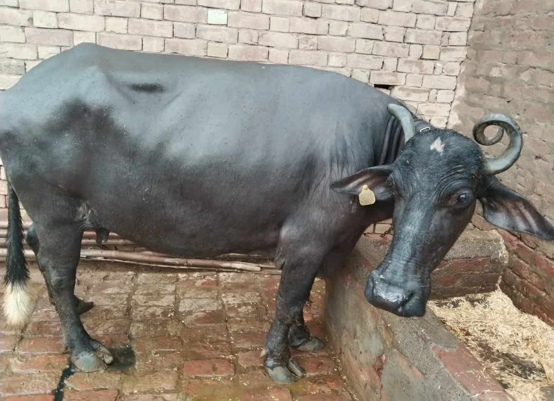 Murrah Buffalo in  RAJASTHAN