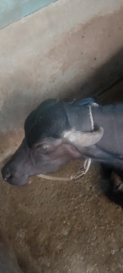Murrah Buffalo in  UTTAR PRADESH