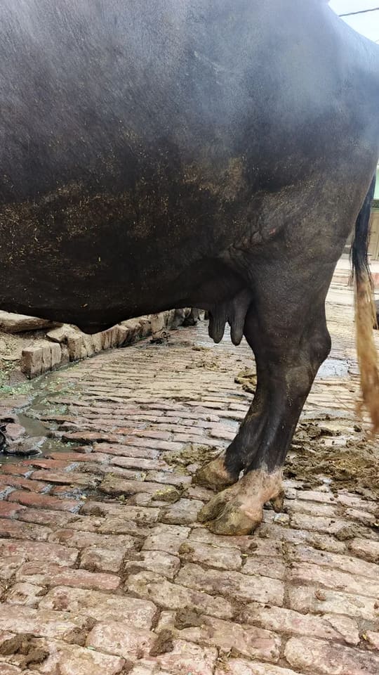 Nili Buffalo in  UTTAR PRADESH