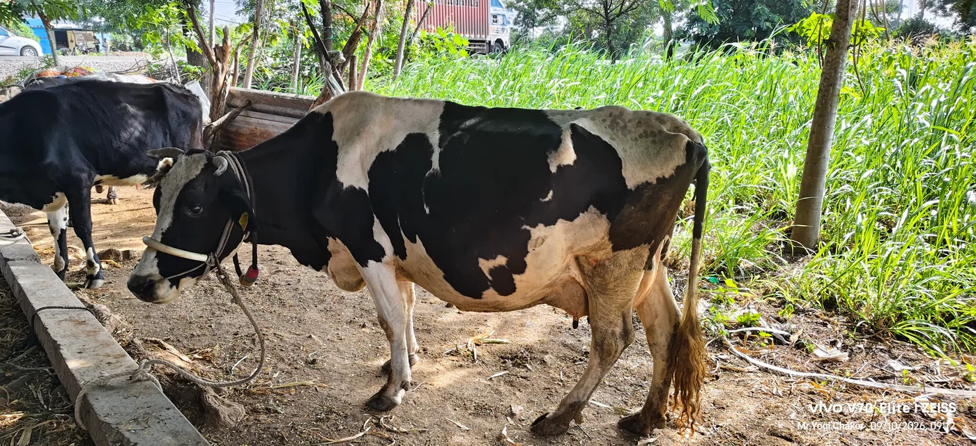 in MAHARASHTRA
