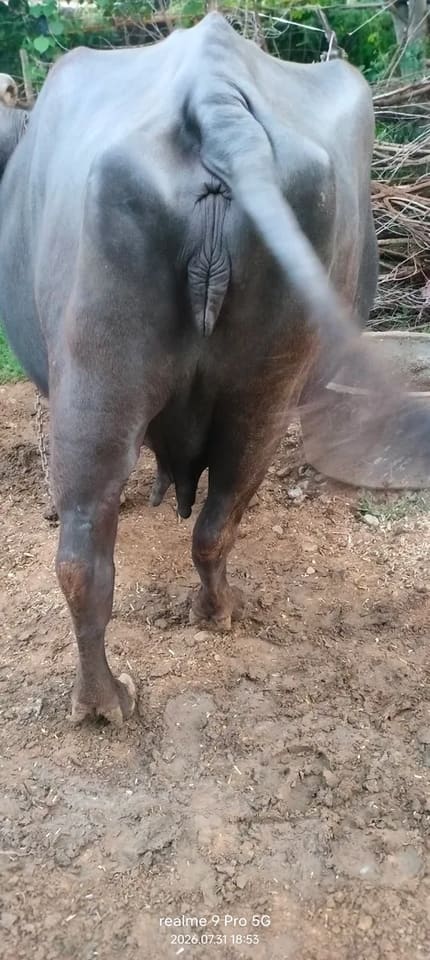 Murrah Buffalo in  RAJASTHAN
