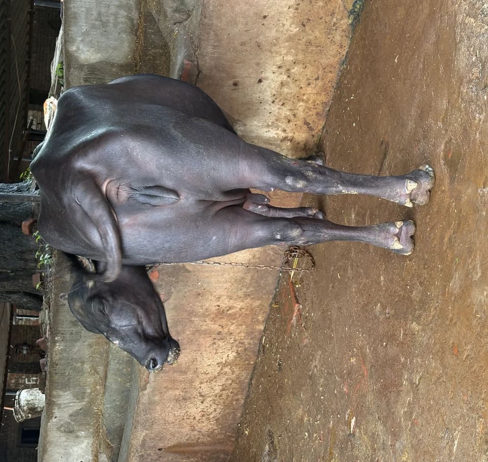 Banni  Buffalo in UTTAR PRADESH