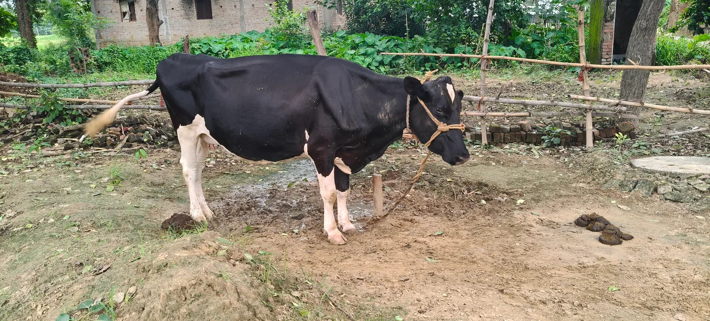HF Cow in  UTTAR PRADESH