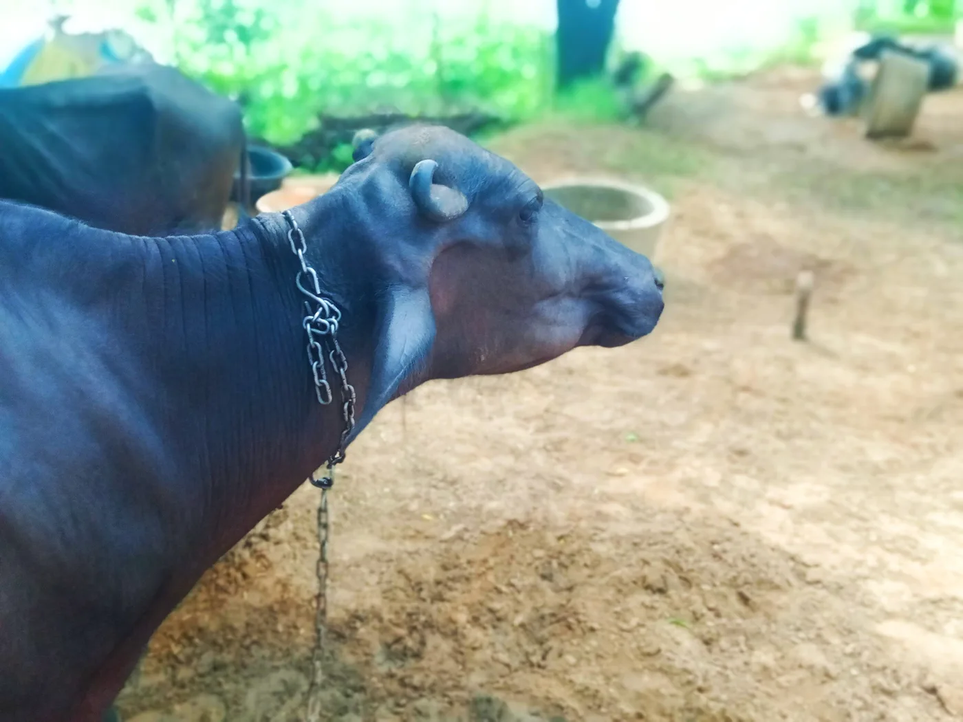 Murrah Buffalo in  RAJASTHAN