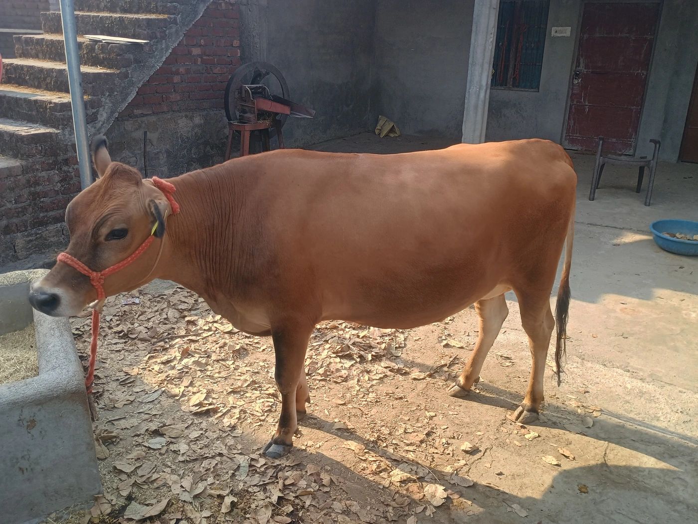 Jersey Cow J1388, Lactation: 1, MilkPerDay: 10Litres, District:  KANGRA, State:  HIMACHAL PRADESH