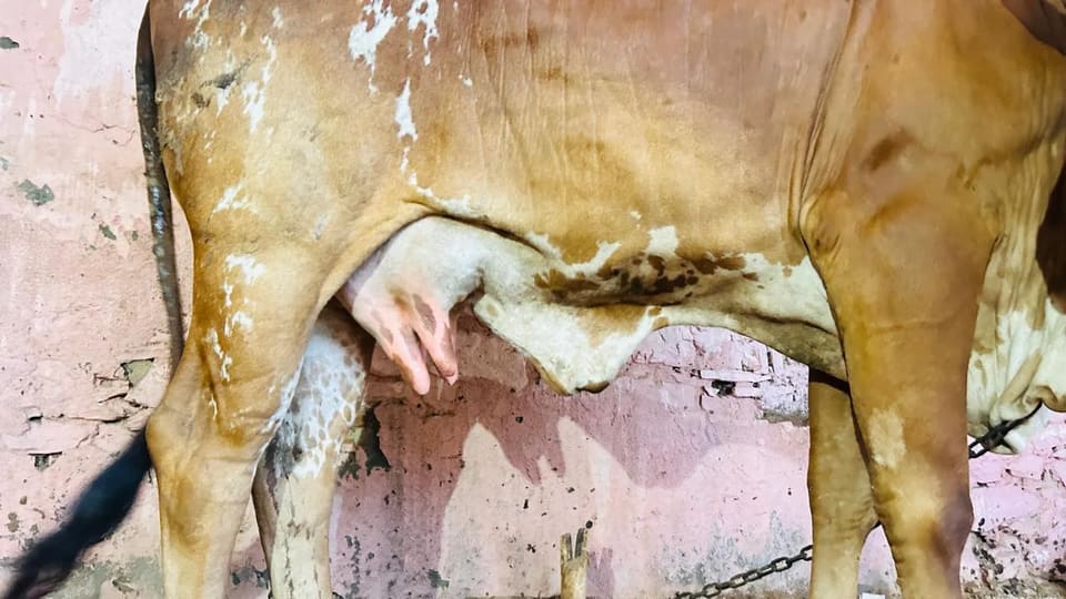 Gir Cow in  RAJASTHAN
