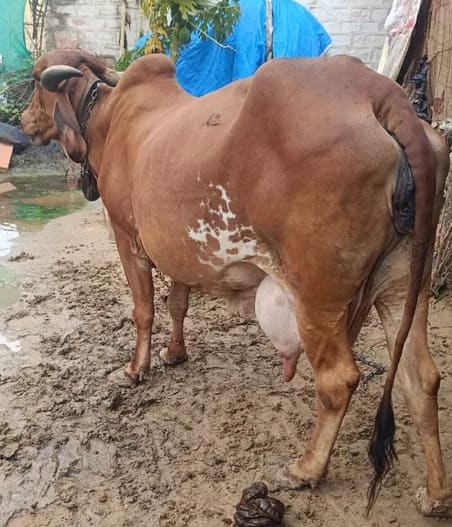 Gir Cow in  RAJASTHAN