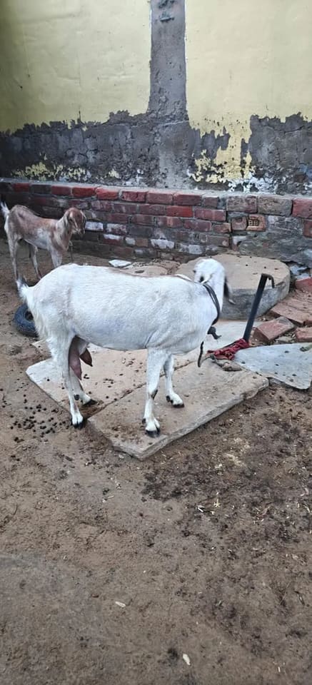Barbari Goat in  RAJASTHAN