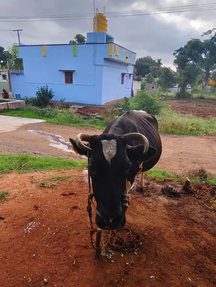 HF Cow in  KARNATAKA