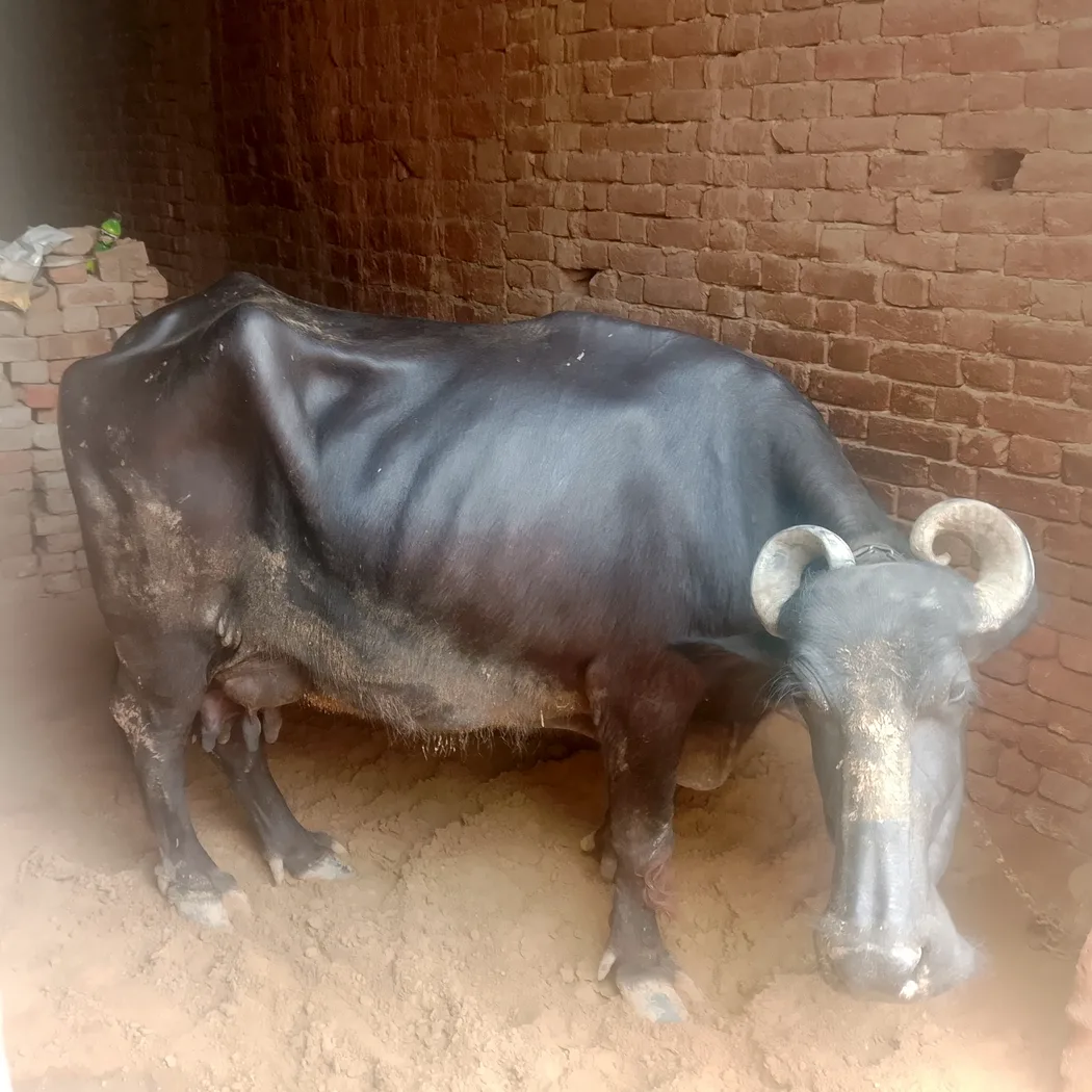 Murrah Buffalo in  RAJASTHAN