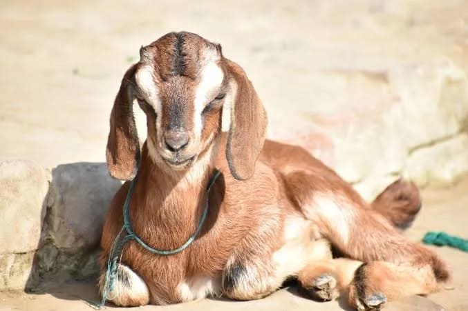 Others Goat in  TAMIL NADU
