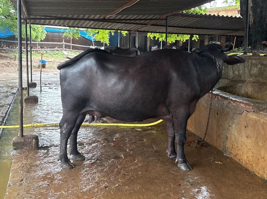 Banni  Buffalo in UTTAR PRADESH