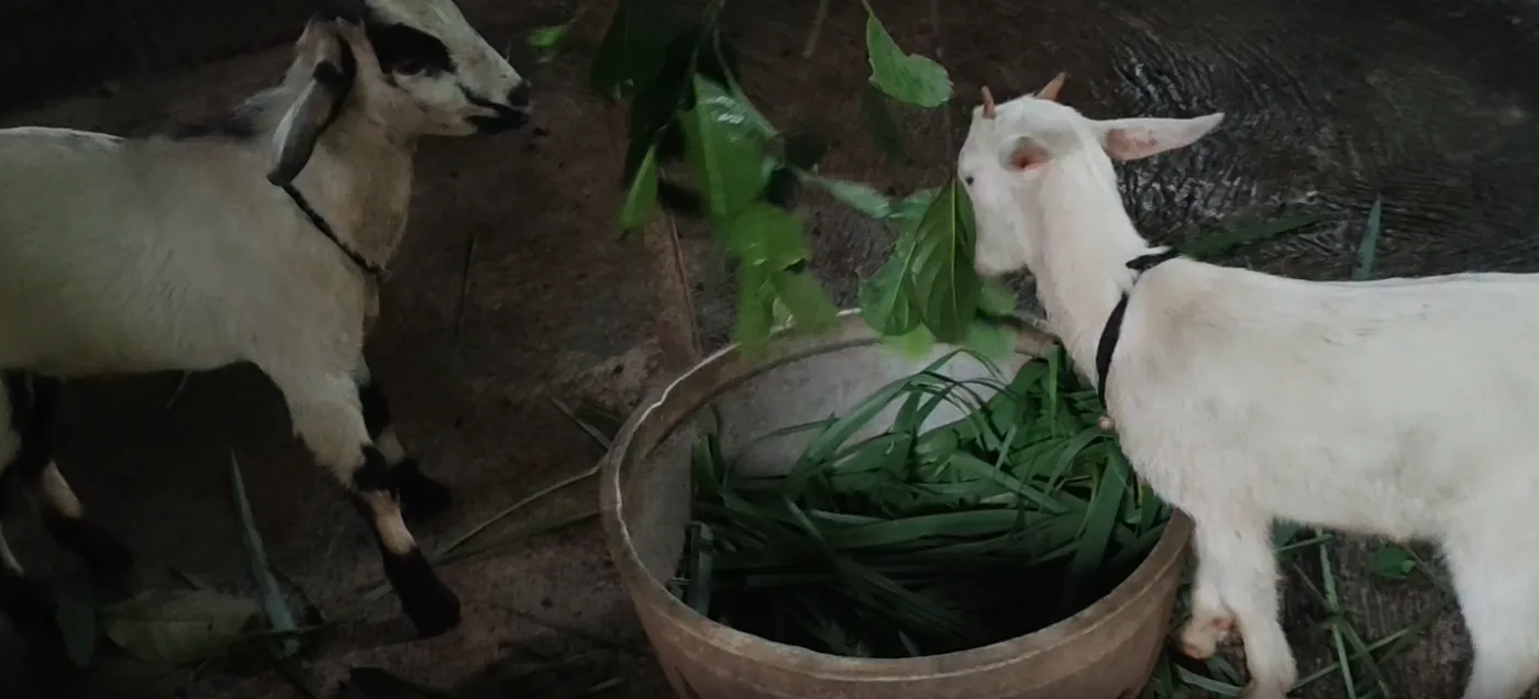 Others Goat in  KERALA