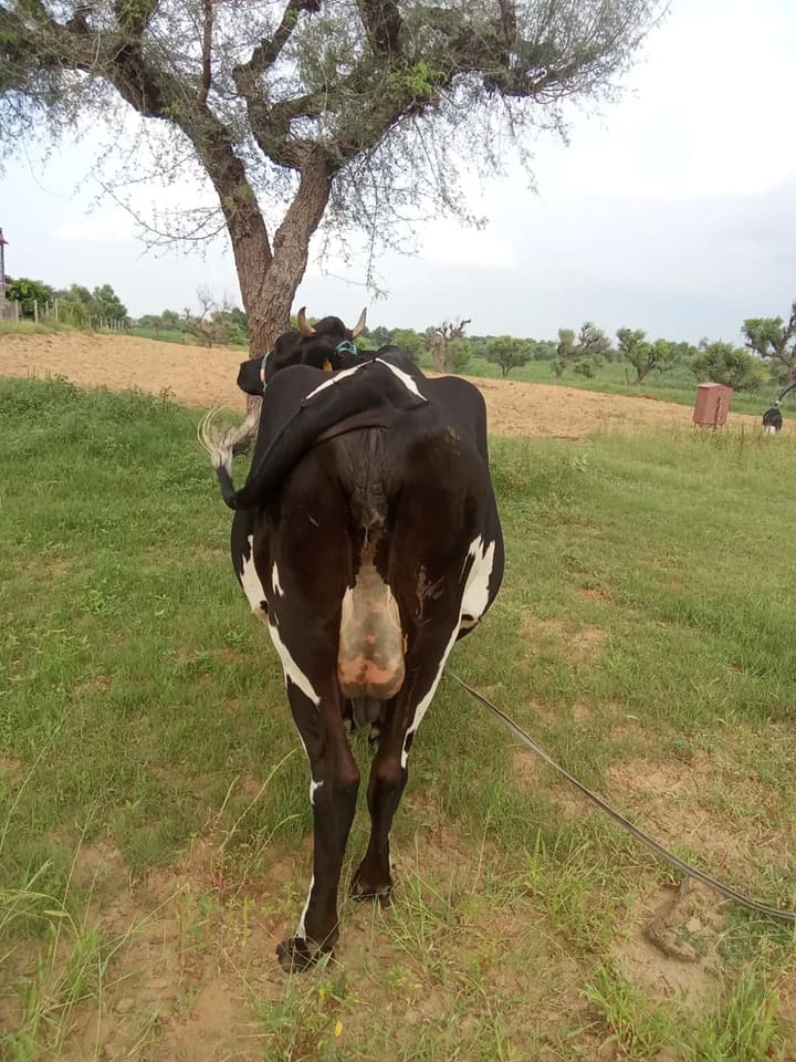 HF Cow in  RAJASTHAN
