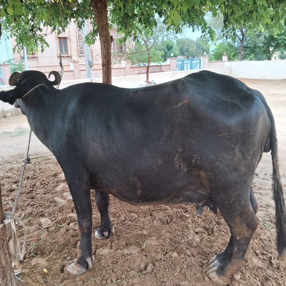 Murrah Buffalo in  RAJASTHAN