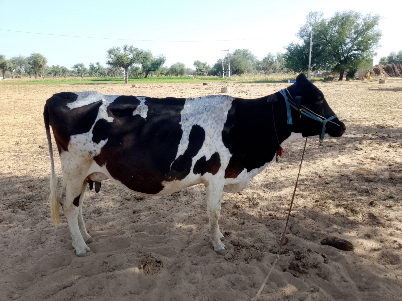 HF Cow H2811, MilkPerDay: 16Litres, Pregnant: 9 Months, District:  SIKAR, State:  RAJASTHAN