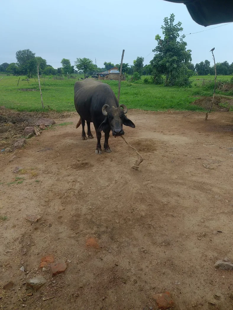 Murra Buffalo O0487 in MADHYA PRADESH