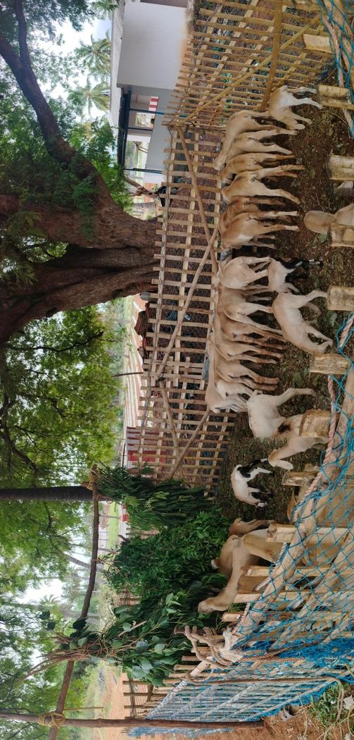 Malabari Goat M0272, District:  DINDIGUL, State:  TAMIL NADU