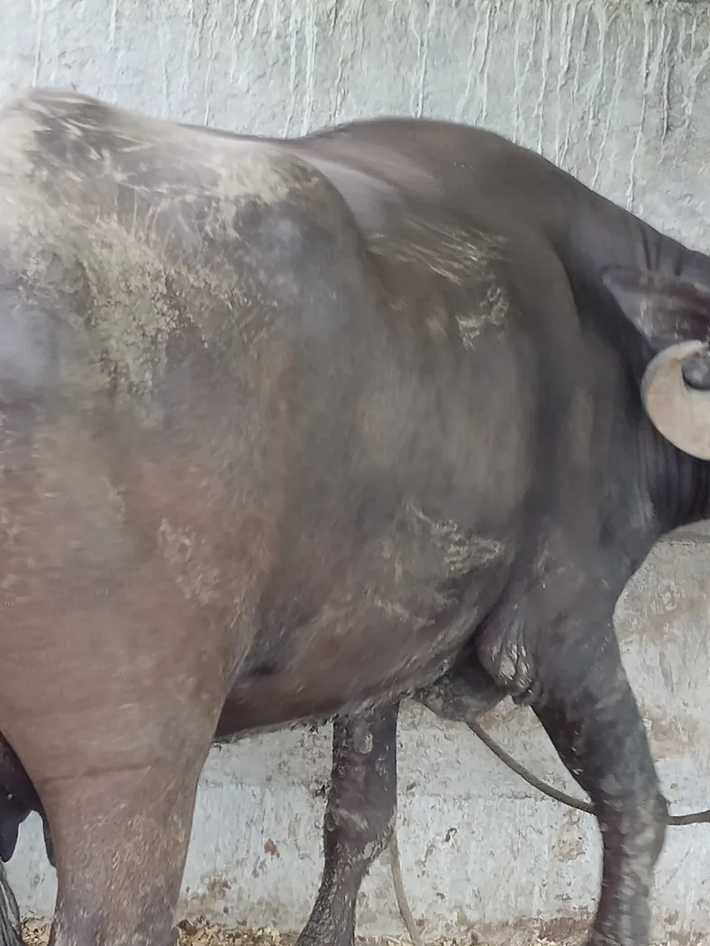 Jafarabadi Buffalo in  MAHARASHTRA