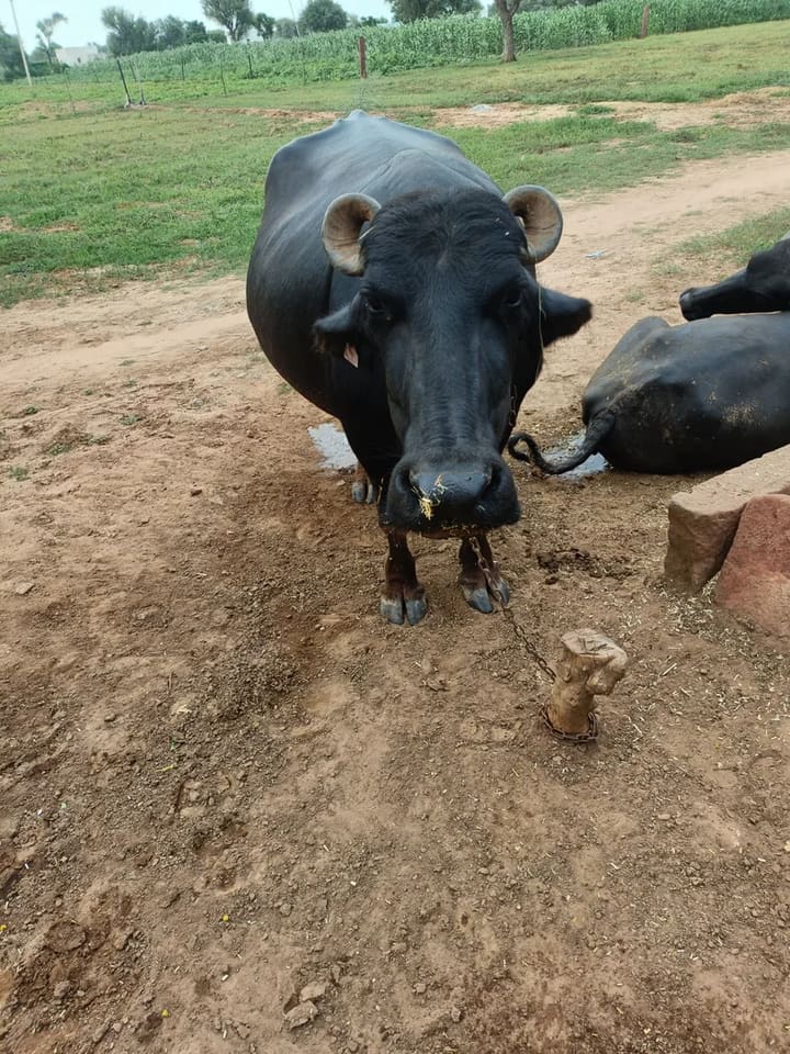 Murrah Buffalo in  RAJASTHAN