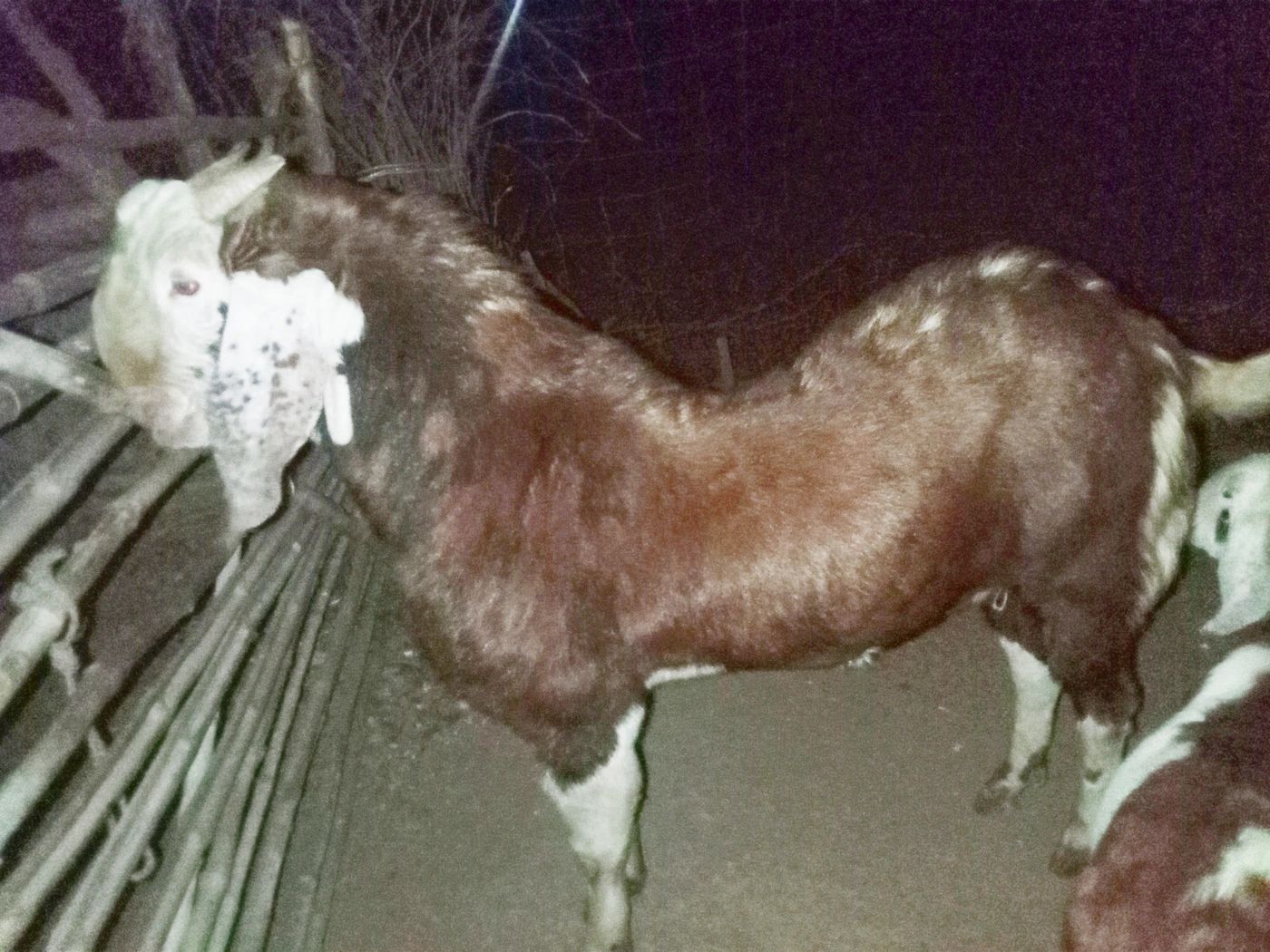 Sirohi Goat S0495, District:  BHILWARA, State:  RAJASTHAN