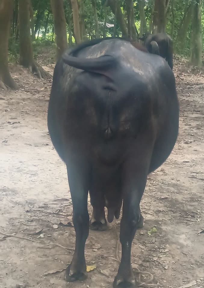 Others Buffalo in  BIHAR