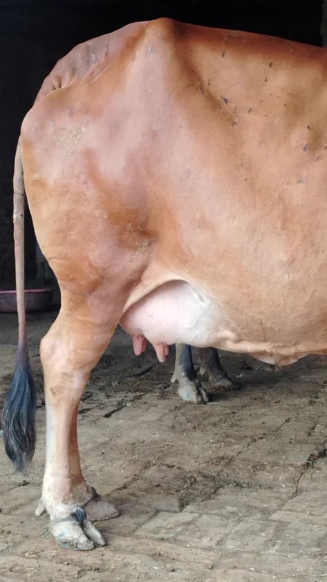 Sahiwal Cow in  UTTAR PRADESH