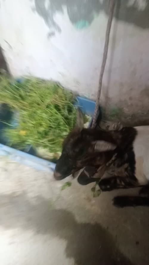 Jamunapari Goat in  DELHI