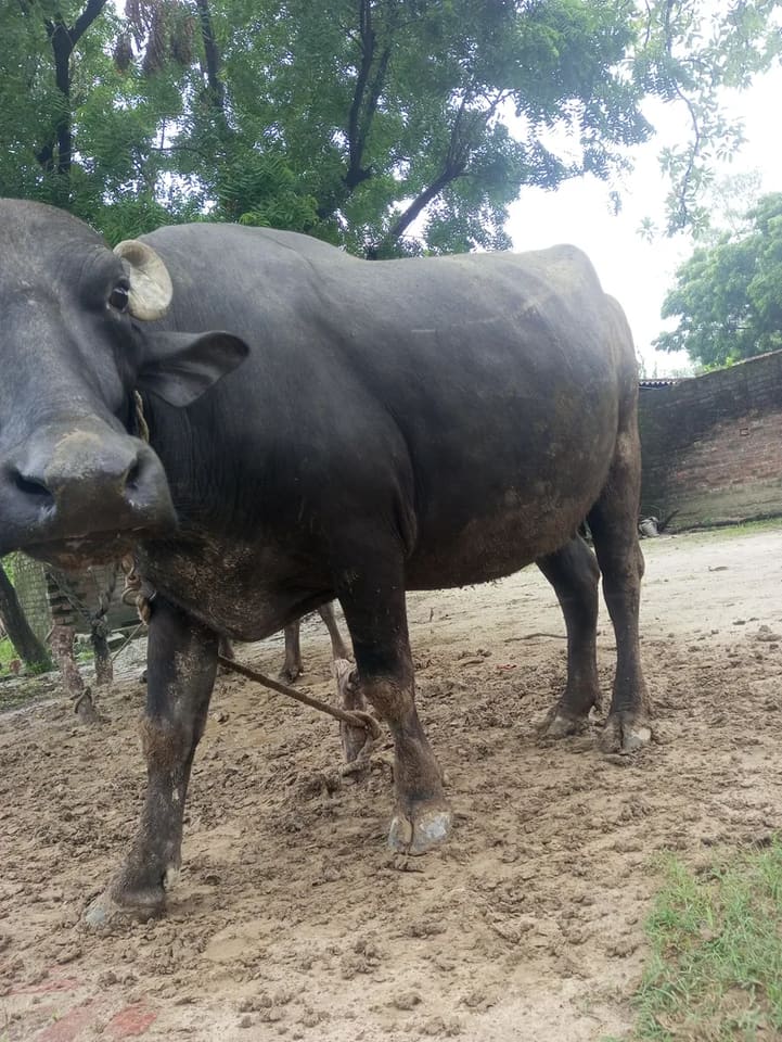 in UTTAR PRADESH