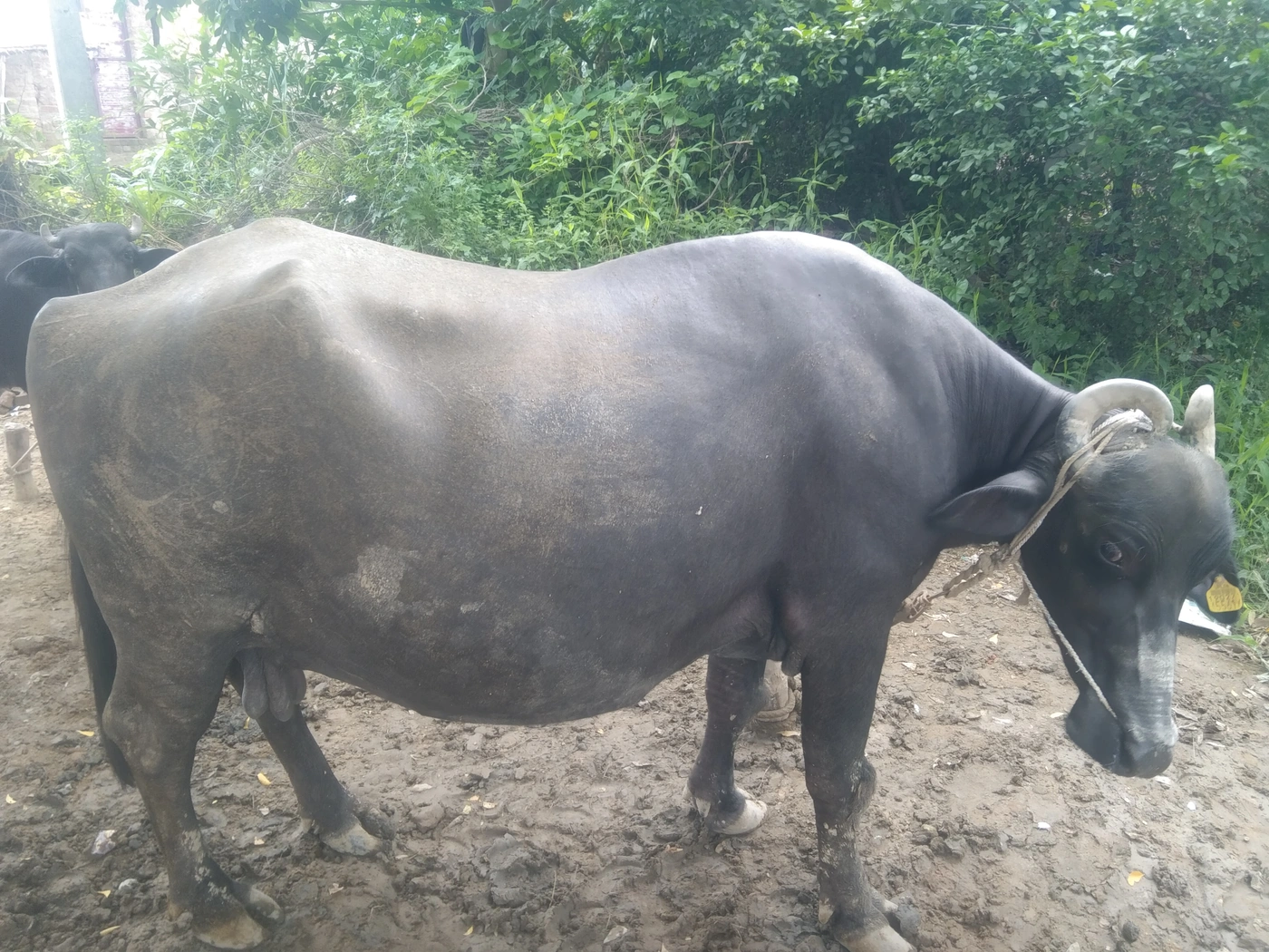 Murrah Buffalo M4570 in  UTTAR PRADESH