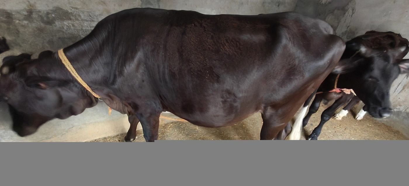 Vechur Heifer Cow V0310, MilkPerDay: 12Litres, District:  DEHRADUN, State:  UTTARAKHAND